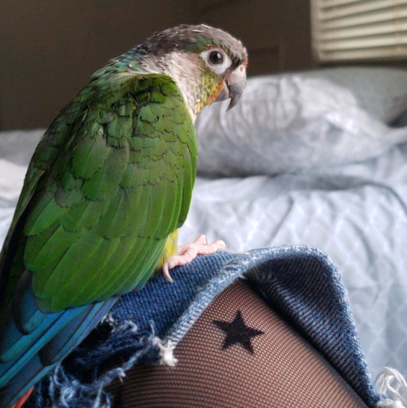 Meet your Posher, Charry - Picture 3 of 3